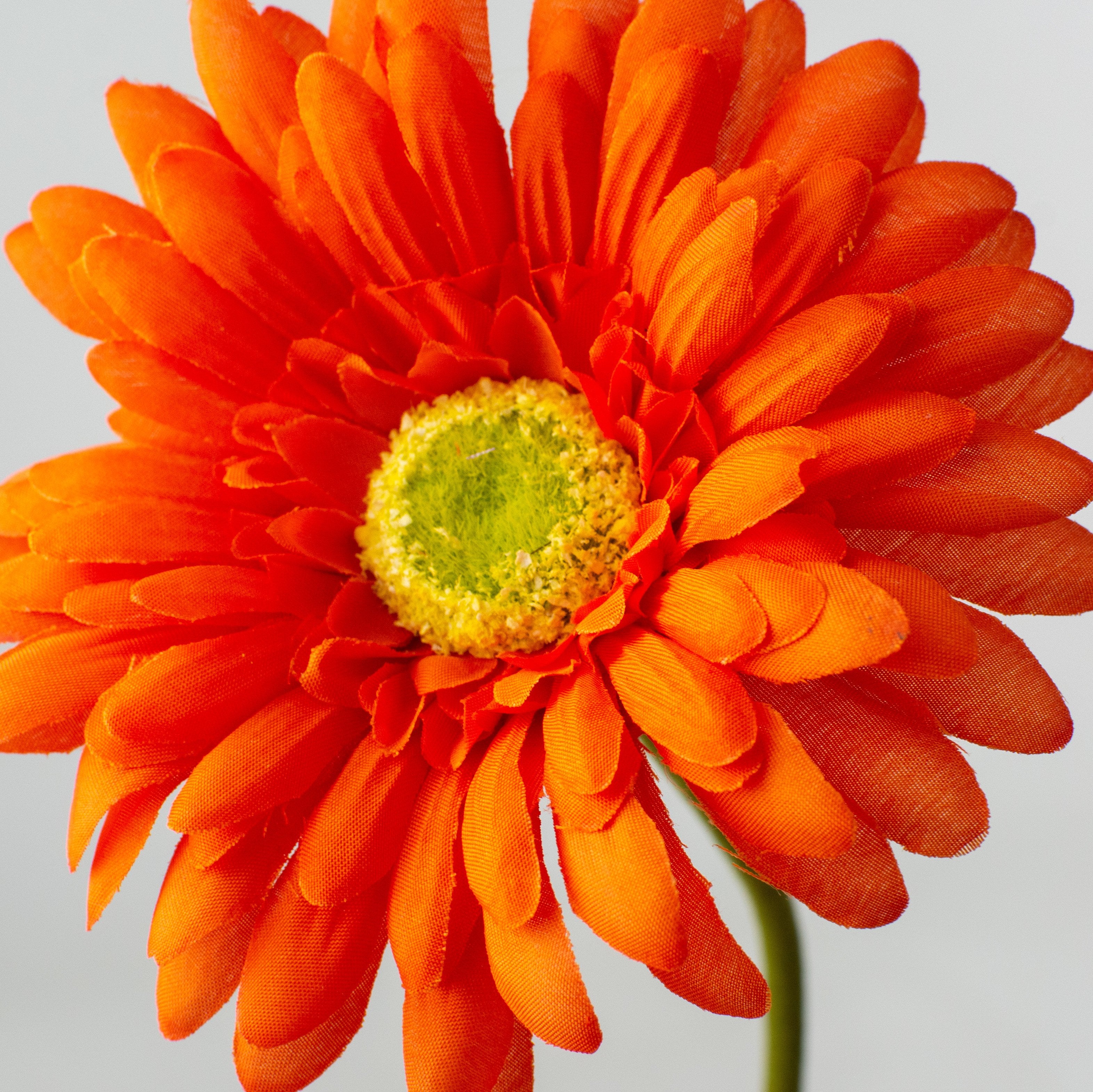 Federal Orange Daisy high quality 6in