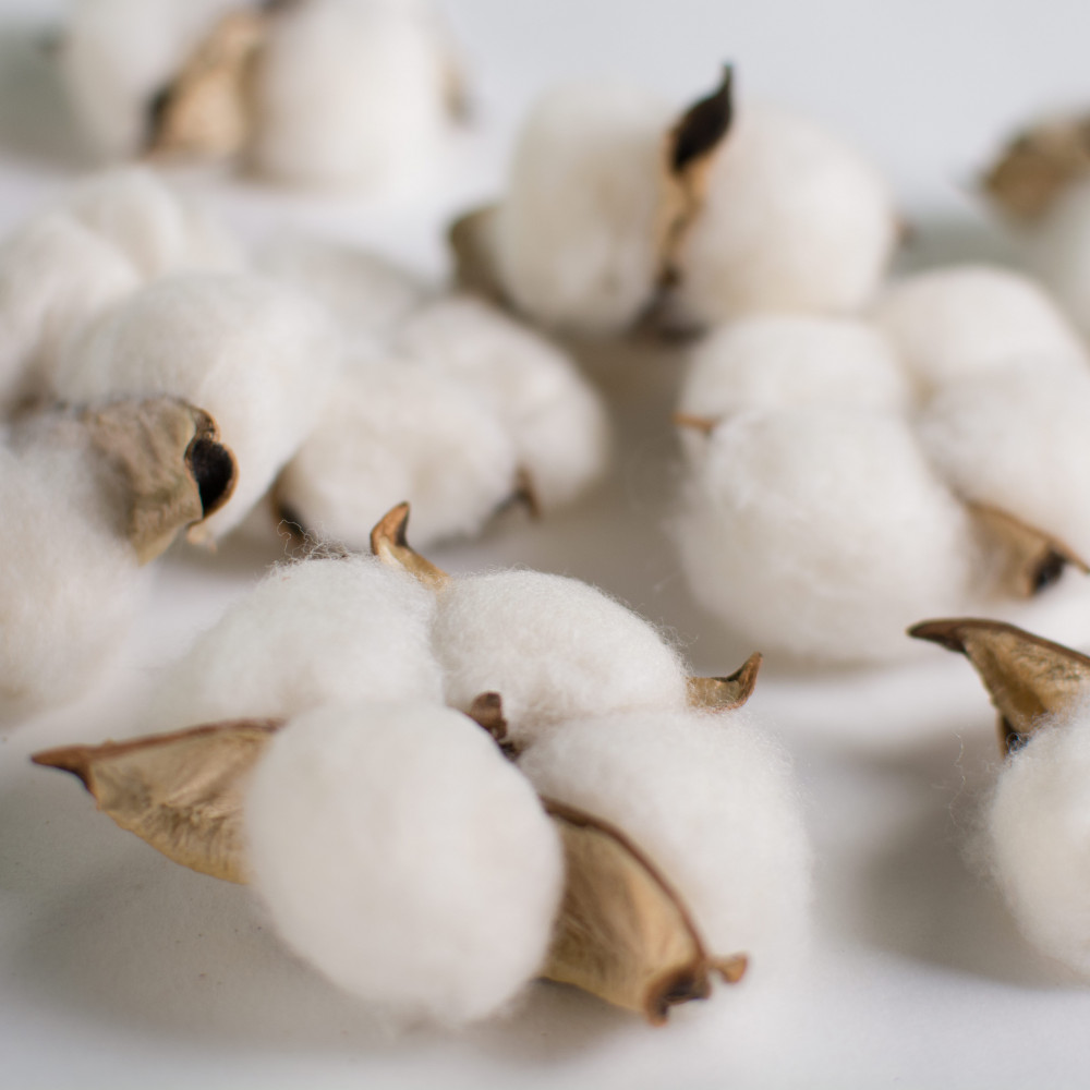 Tegg Cotton Boll 20PCS Natural White Cotton Balls Dried Cotton Pods for  Crafting Farmhouse Style : : Home