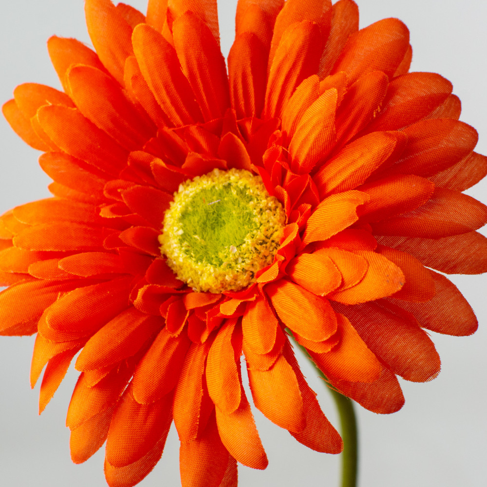 orange daisy flower